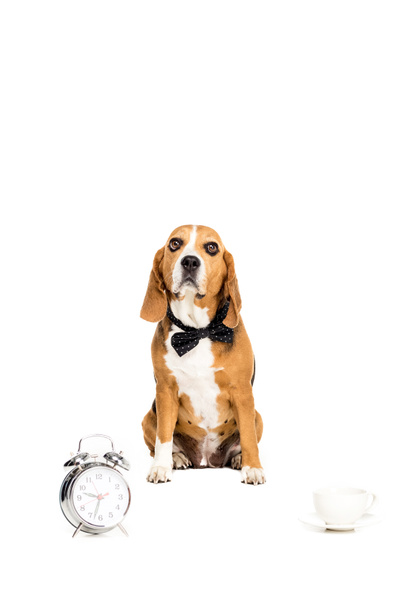 cão em gravata arco com relógio e copo
 - Foto, Imagem