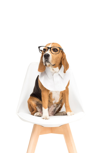beagle dog in eyeglasses - Foto, Imagem