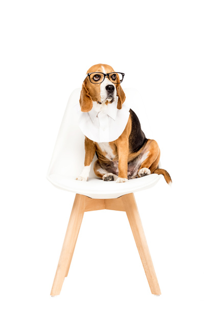perro beagle en gafas graduadas
 - Foto, imagen