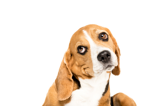 funny beagle dog - Photo, Image