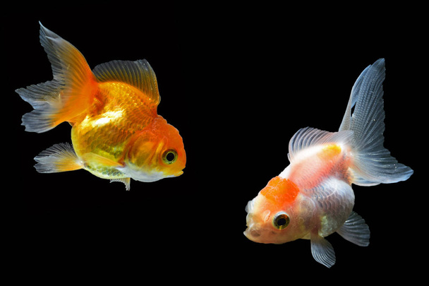 Goldfish, Beautiful and prosperous fish - Photo, Image