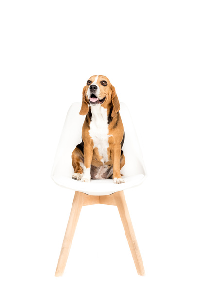 perro sentado en la silla
 - Foto, Imagen