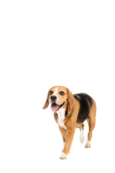 schattig beagle hond - Foto, afbeelding