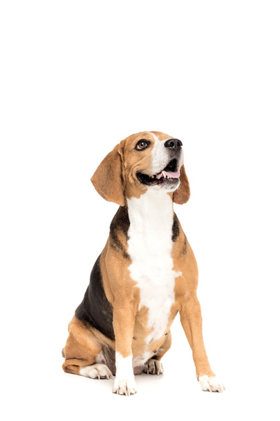 Hassu beagle-koira
 - Valokuva, kuva