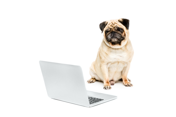 Пёс-мопс с ноутбуком - Фото, изображение