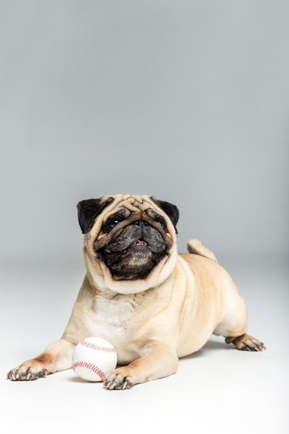 Mops Hund spielt mit Ball - Foto, Bild