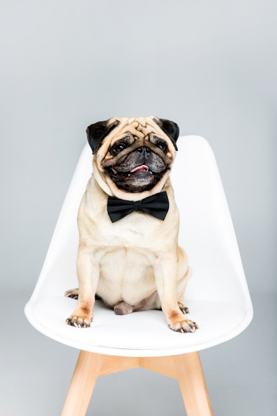 pug dog in bow tie  - Zdjęcie, obraz