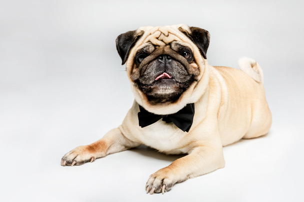 pug dog in bow tie - Foto, imagen