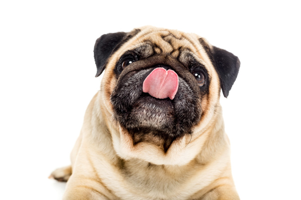Mops pies lizanie nos - Zdjęcie, obraz