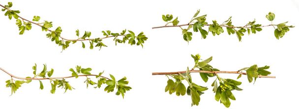 A branch of a currant bush with young green leaves. Isolated on  - Fotoğraf, Görsel