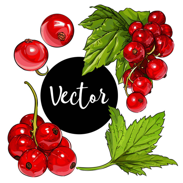 Vektor rote Johannisbeere Illustration Set - Vektor, Bild