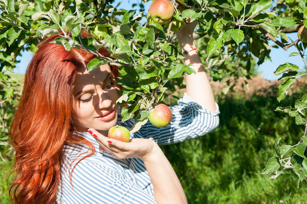 Mujer joven recogiendo manzanas de un árbol
  - Foto, imagen