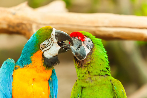 colorful birds Parrots Ara - Photo, Image