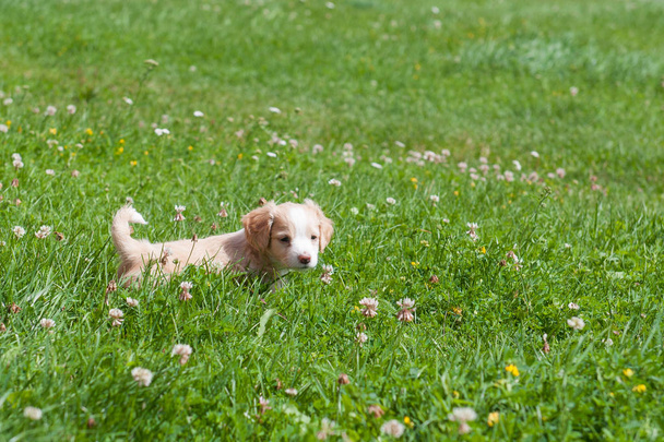 Funny puppy creamy color sitting on the green grass. - Photo, Image