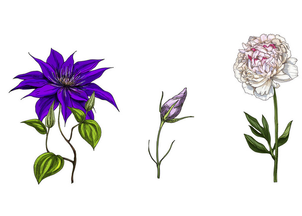 Set with peony, clematis and bud eustoma flowers, leaves and stems isolated on white background. Botanical vector illustration - Vektori, kuva