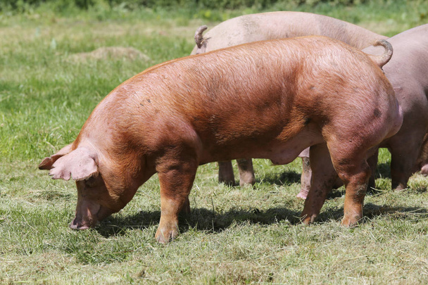 Domácí prasata, pasoucí se na zvířecí farmu letní - Fotografie, Obrázek