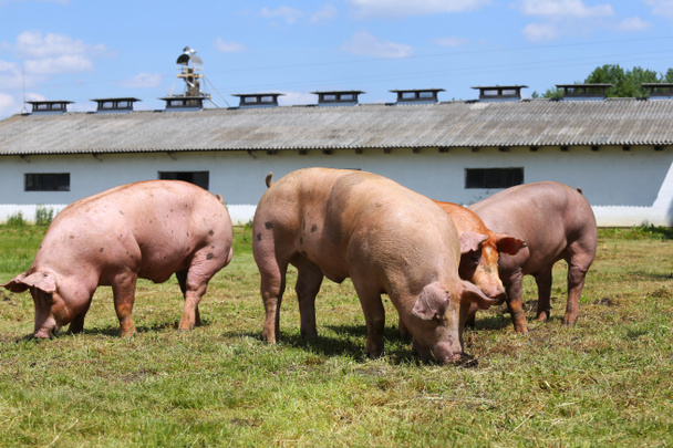 動物農場夏の放牧豚   - 写真・画像