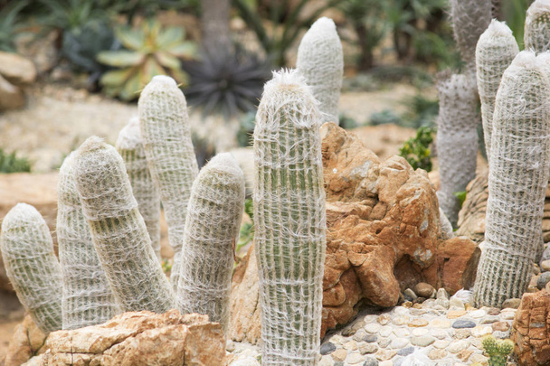 Texture of Texas Cactus in the garden - Photo, Image