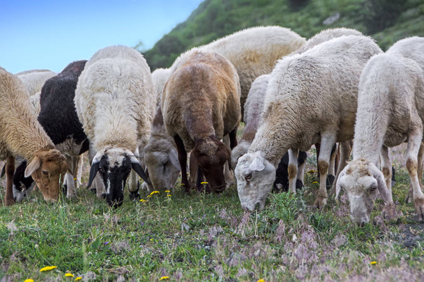 Un rebaño de ovejas pastando en la ladera de la montaña en Armenia
  - Foto, Imagen