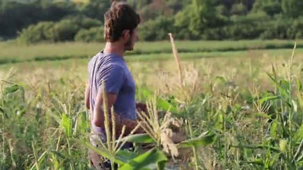 Farmer walking on the field with a wooden box and looking ripe sweetcorn - Πλάνα, βίντεο