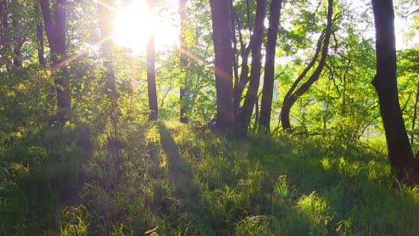 Spring Forest Sunset. Forest at dawn. - Footage, Video