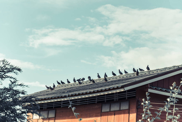 Monet harmaat kyyhkyset istuvat katolla aurinkoisena päivänä. Vuosikerta
 - Valokuva, kuva