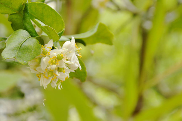  Kaffir liście limonki, kwiatów tropikalnych roślin i ziół, kwitnący w ogrodzie - Zdjęcie, obraz