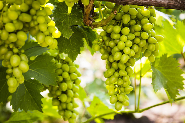 Young and juicy white grapes from a vineyard on a sunny day - Zdjęcie, obraz