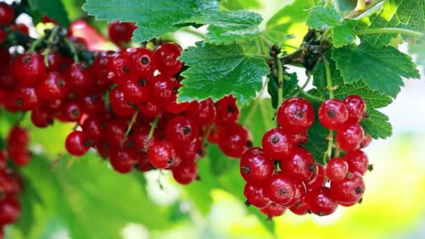 Macro shot on red currant in summer garden. - Footage, Video