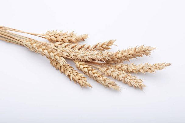 espigas secas de trigo
 - Foto, Imagem