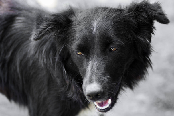 portrét černého psa - Fotografie, Obrázek
