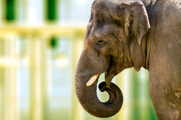 cabeza de un gran elefante animal en el zoológico
 - Foto, Imagen