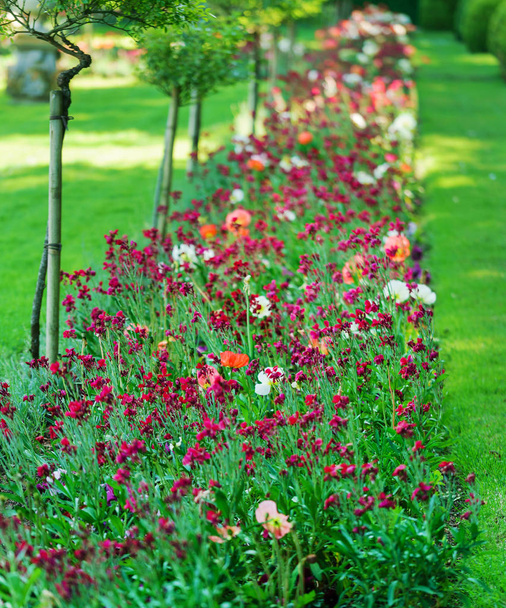 beautiful flowers in  garden - Photo, Image