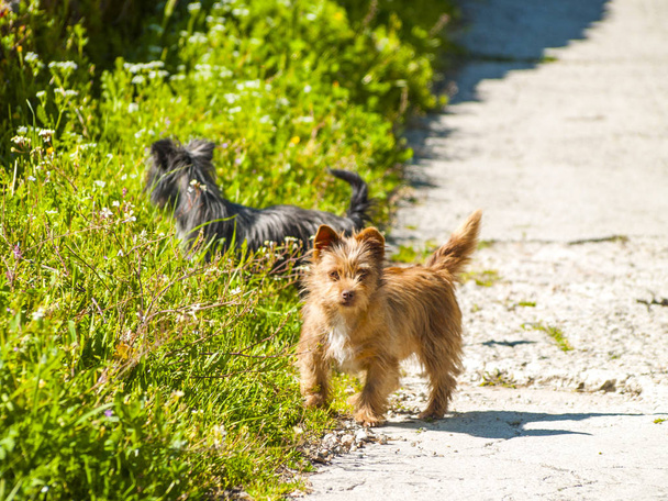 Чорно-коричневі собаки на сільській місцевості навесні
 - Фото, зображення