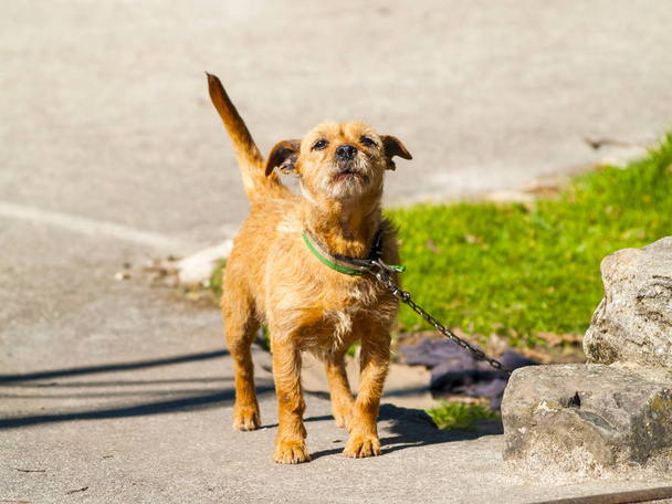 Brązowy pies szczeka na wieś na sezon wiosenny - Zdjęcie, obraz