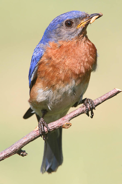 Uccello azzurro orientale maschio (Sialia sialis
) - Foto, immagini