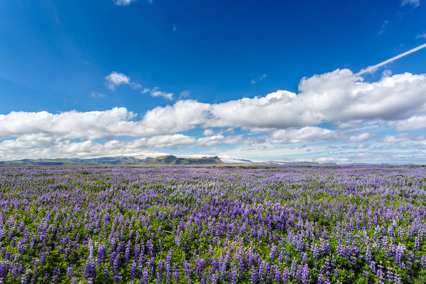 İzlanda Lupin alanında - Fotoğraf, Görsel