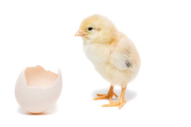 Chicken hatched from the shell - Foto, Imagem