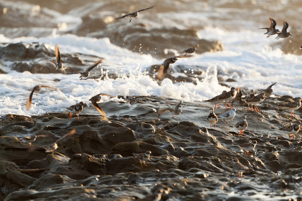 Spotted Sandpiper bird, Costa rica coast - Photo, Image