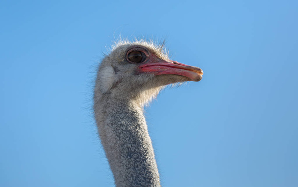 Avestruz cabeça de pássaro e pescoço frontal retrato close-up
 - Foto, Imagem