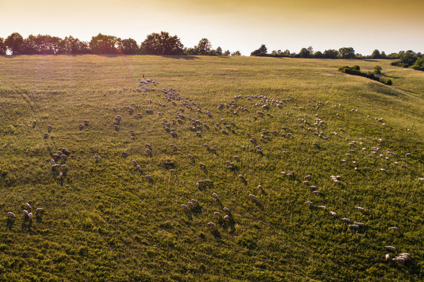 lote de ovelhas no prado verde
 - Foto, Imagem