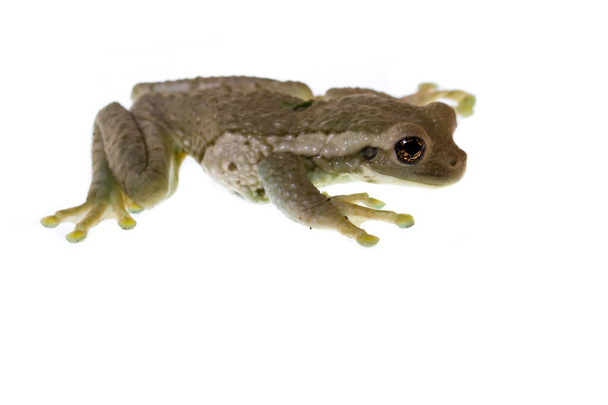 дика жаба крупним планом
  - Фото, зображення