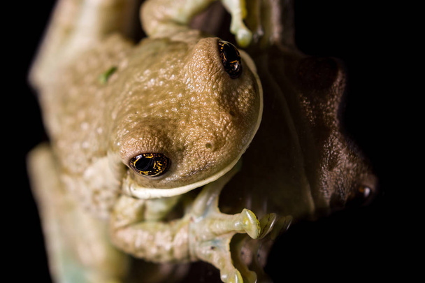 wild frog with golden eyes  - Photo, Image