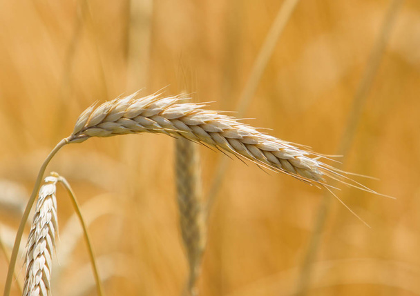 Spikelets winter wheat (Triticum L.) - Photo, Image