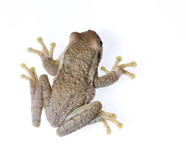 wild frog close up  - Photo, Image