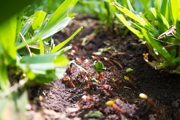 yaprak kesici karıncalar  - Fotoğraf, Görsel