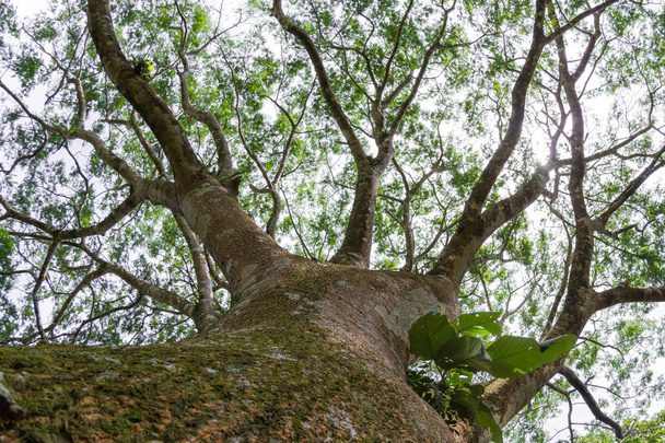 Guanacaste δέντρο, εθνικό δέντρο της Κόστα Ρίκα  - Φωτογραφία, εικόνα