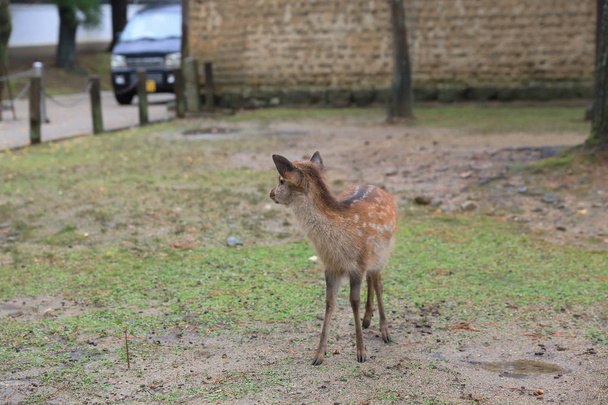 Santo cervo giapponese nel parco nazionale di Nara in autunno
 - Foto, immagini