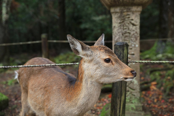 Nara cervos vagam livre em Nara Park
 - Foto, Imagem