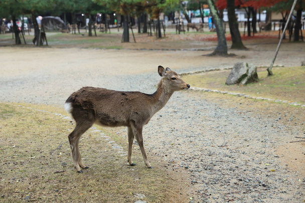 Santo cervo japonês no parque nacional de Nara no outono
 - Foto, Imagem